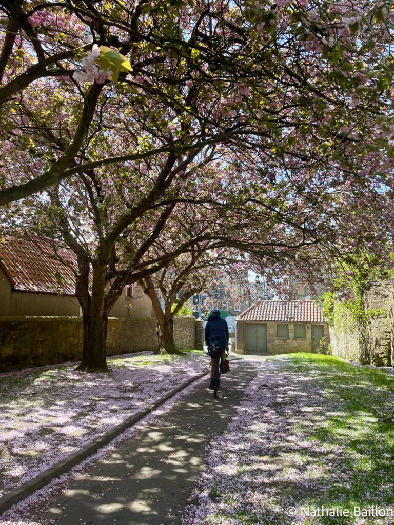 linlithgow-cerisiers-fleurs