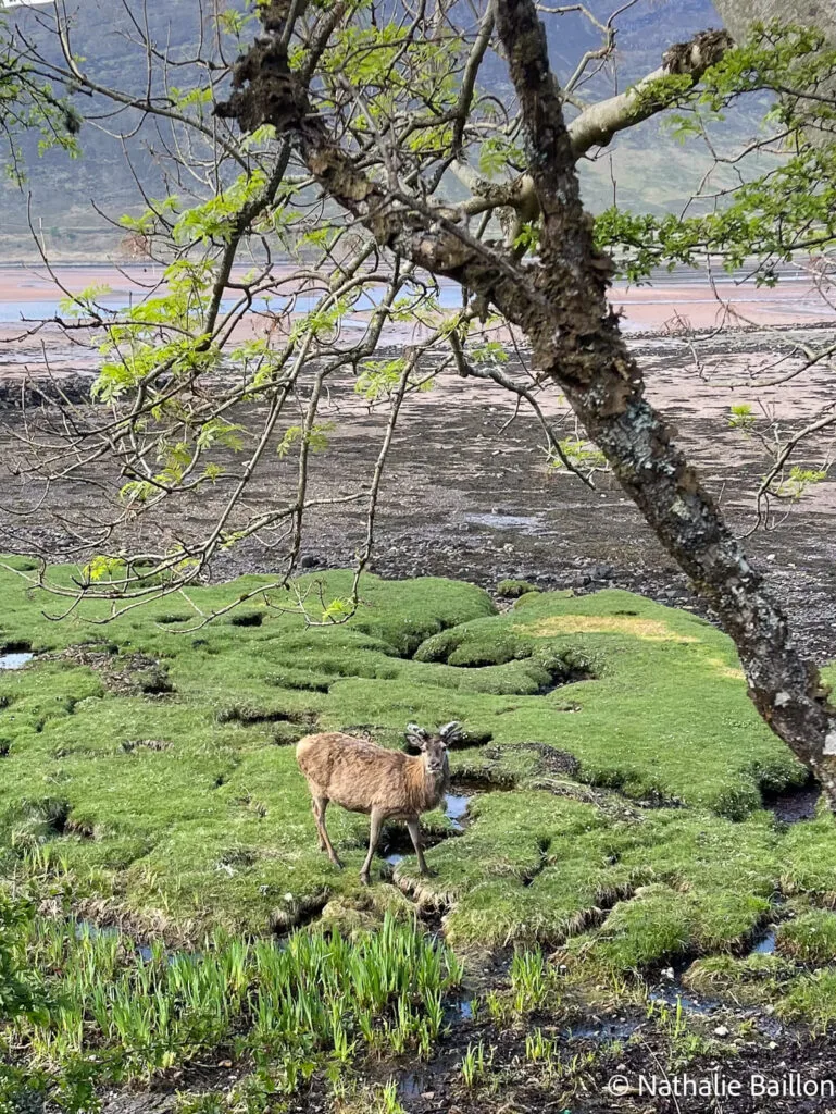 applecross-cerf-rouge