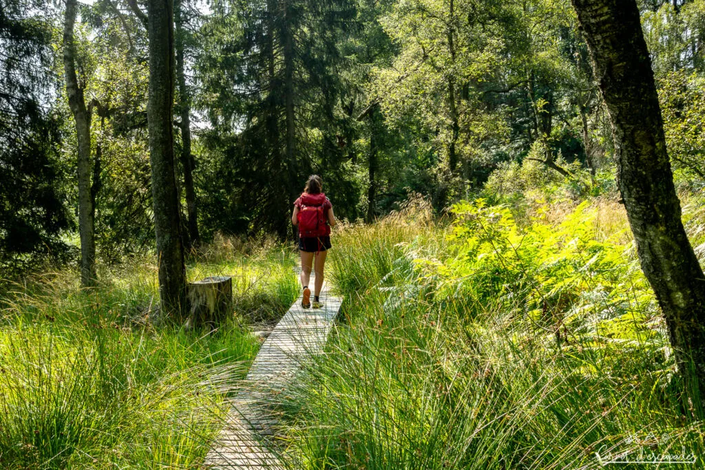 caillebotis-hautes-fagnes