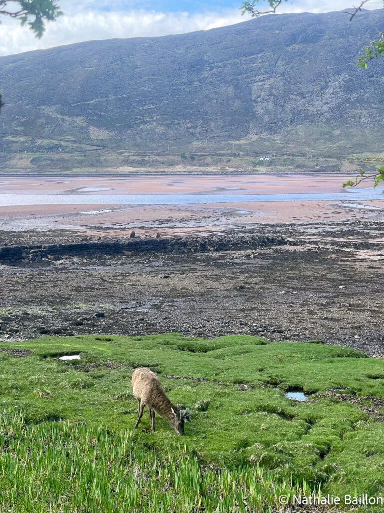 cerf-rouge-applecross