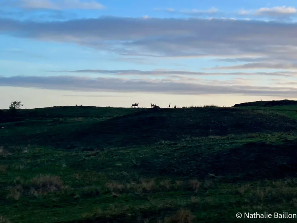 cervides-coucher-soleil