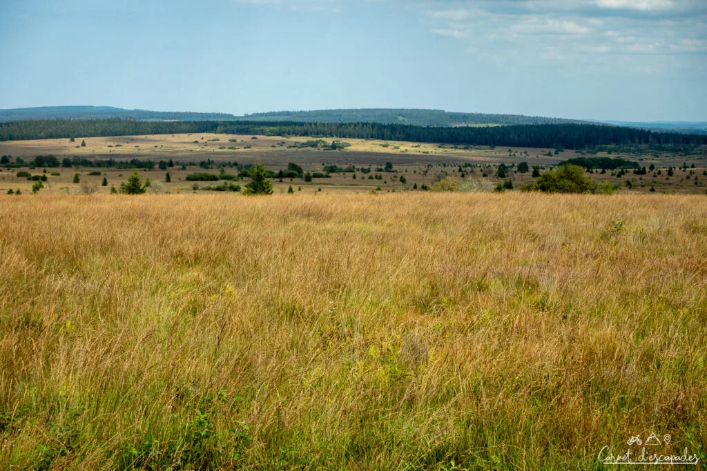 plateau-hautes-fagnes