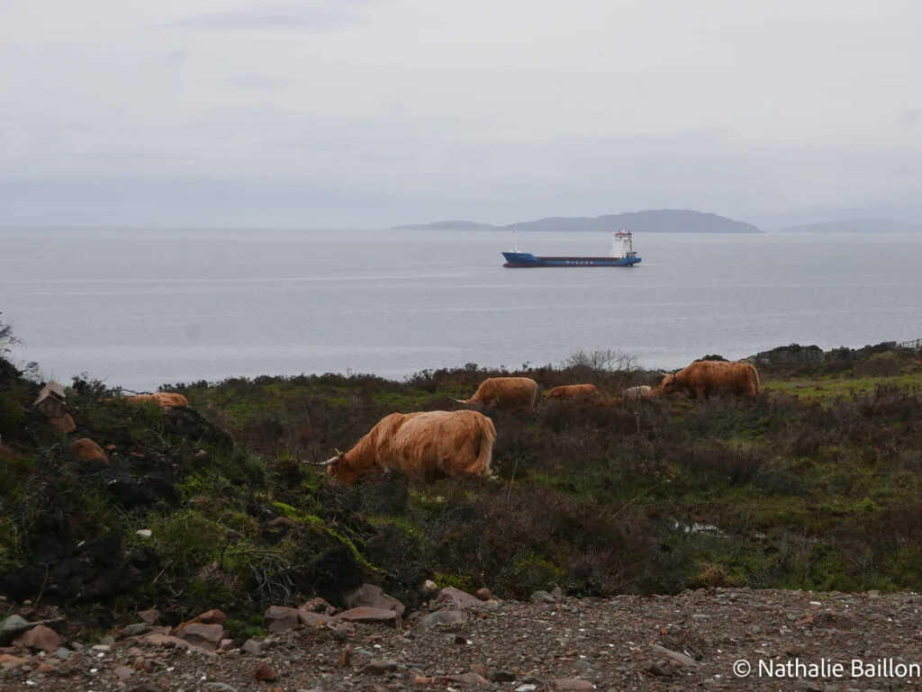 vaches-highlands-ile-skye
