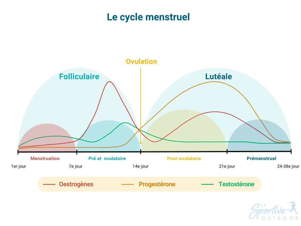 menstrual cycle