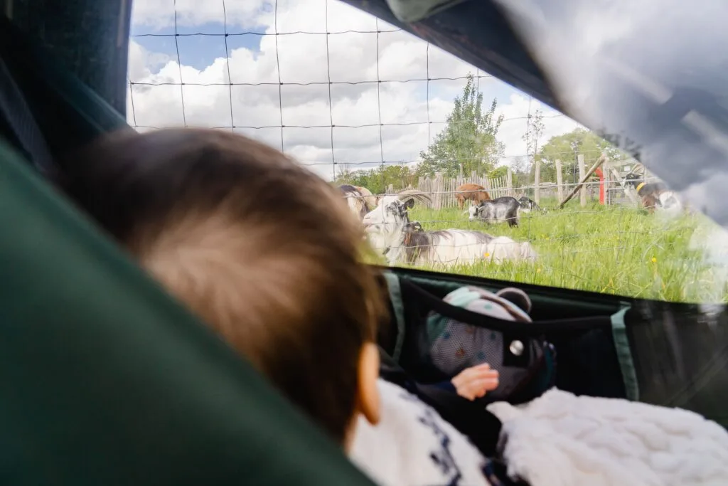 voyage-velo-bebe-chevres