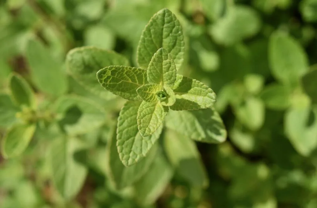 sage