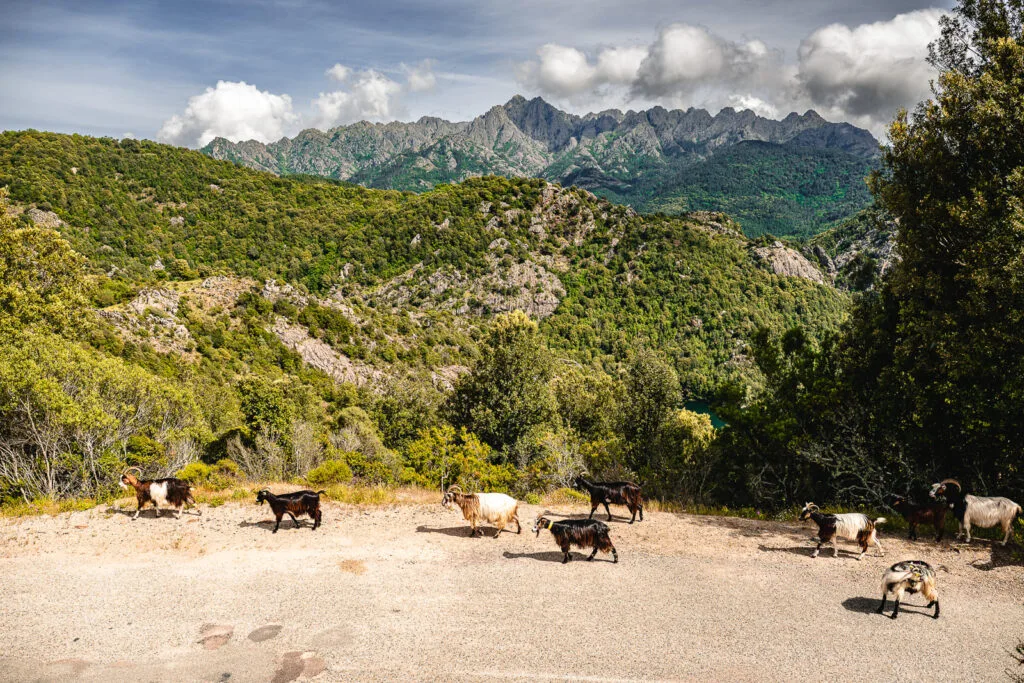 chevres-corse