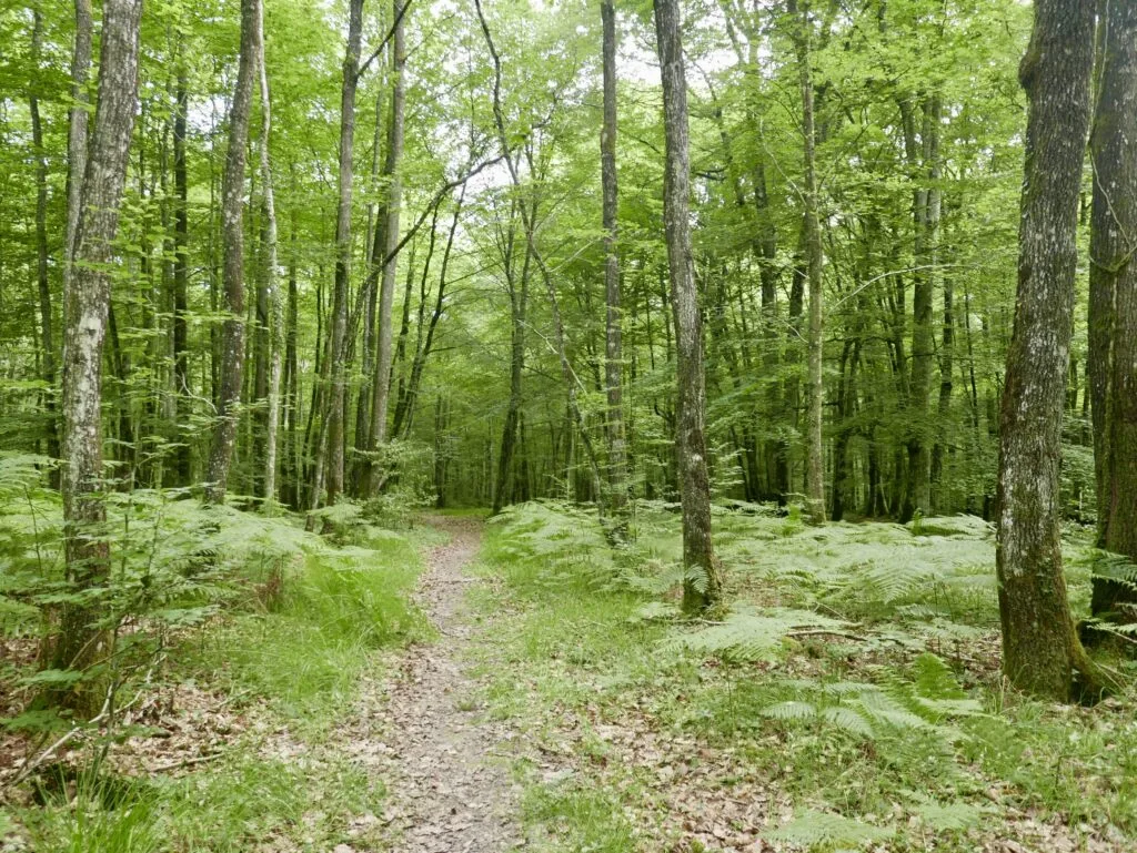 Forêt-de-bercé-2