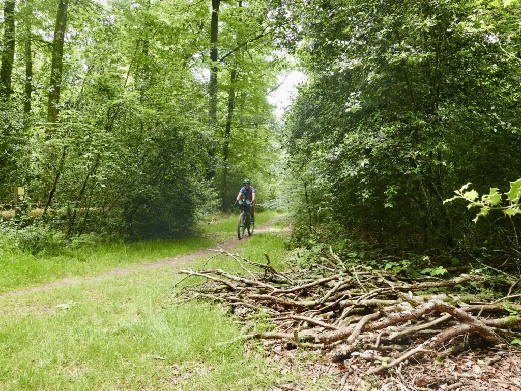 Foret-de-perseigne-1