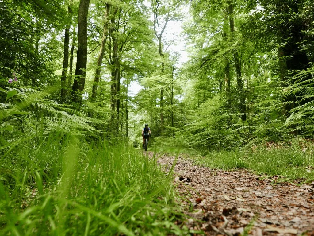 Foret-de-perseigne-2