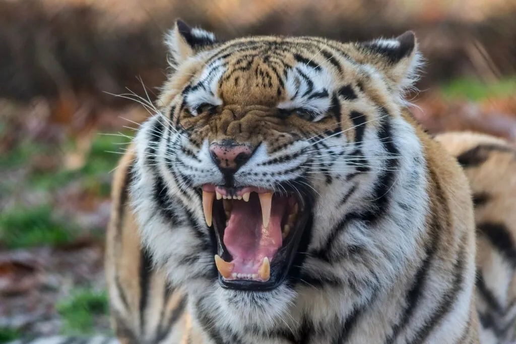 tiger