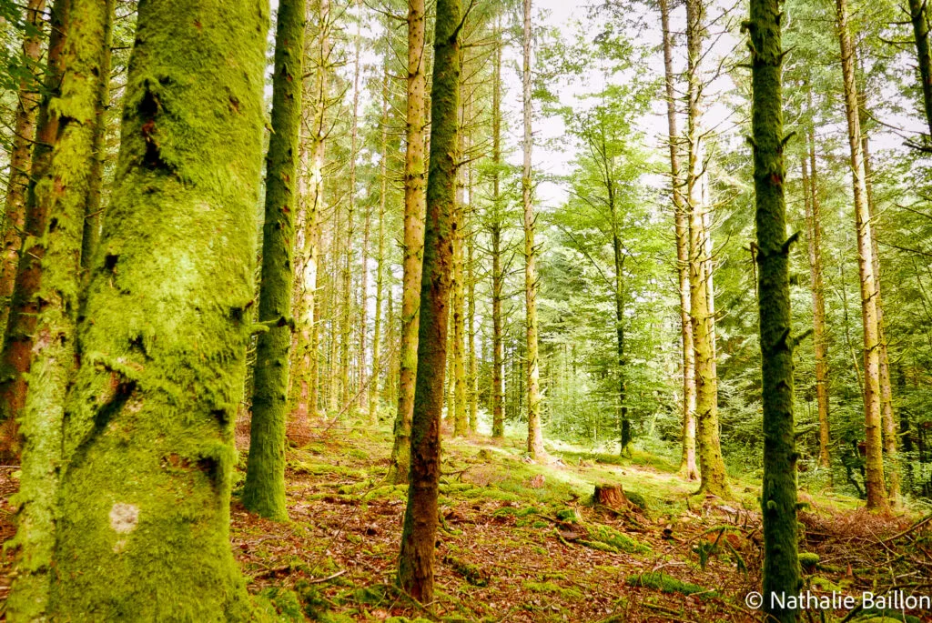 foret-vosges