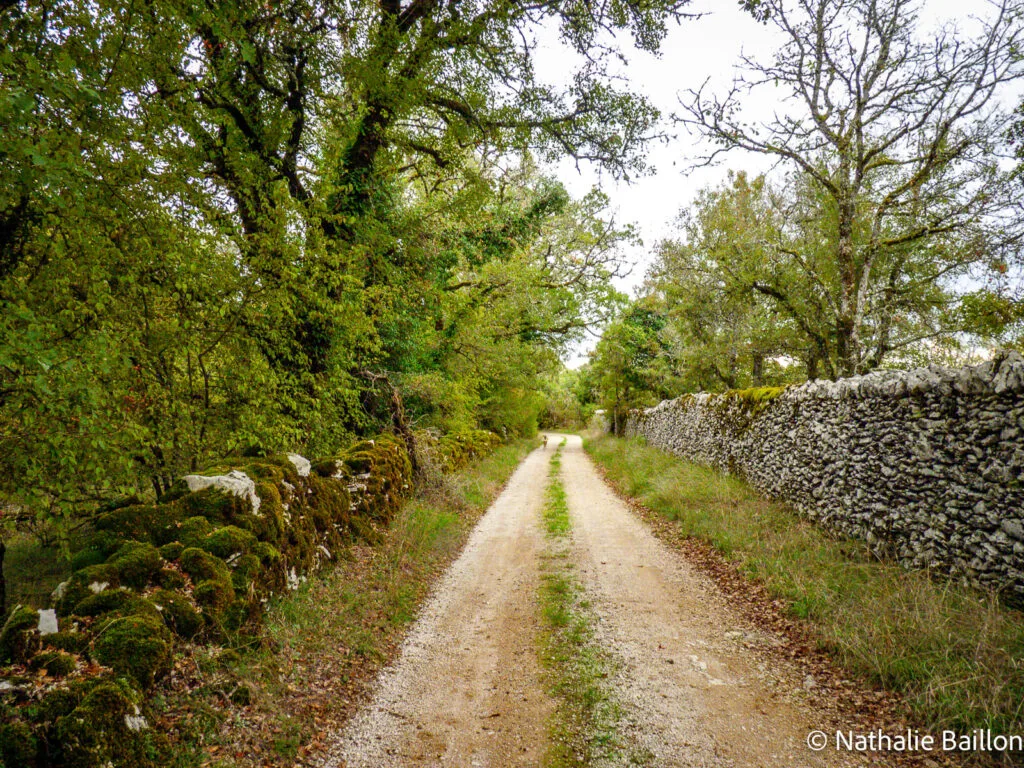 foret-et-faon