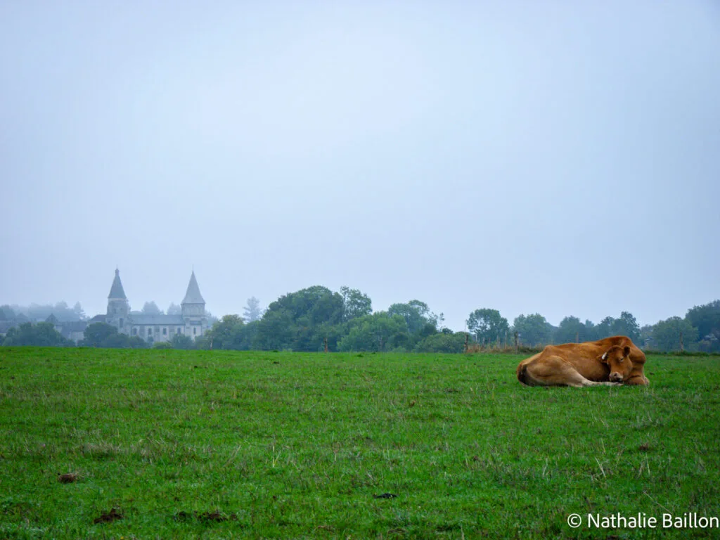 vache-qui-dort-benevent