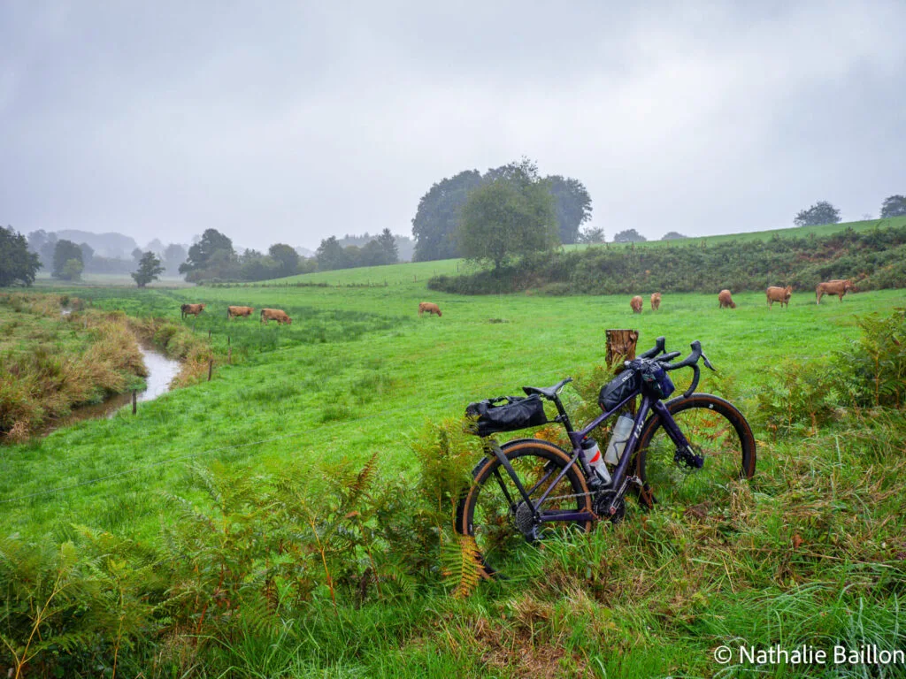 velo-et-vaches
