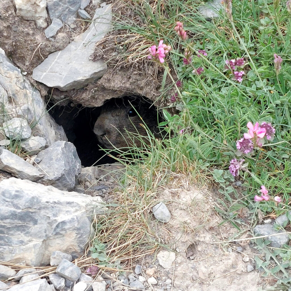 Marmotte au plateau de la Gardetta en Italie